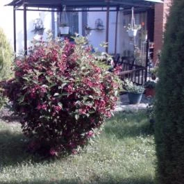 Mátyás Vendégház Egyházasrádóc - Medence/kert