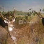 Helikon Kastélymúzeum Keszthely - Egyéb