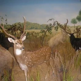 Helikon Kastélymúzeum, Keszthely - Egyéb