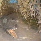 Helikon Kastélymúzeum Keszthely - Belső