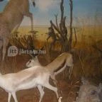 Helikon Kastélymúzeum Keszthely - Egyéb