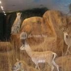 Helikon Kastélymúzeum Keszthely - Belső