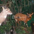 Helikon Kastélymúzeum Keszthely - Egyéb