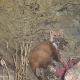 Helikon Kastélymúzeum, Keszthely - Egyéb