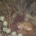 Helikon Kastélymúzeum Keszthely - Belső