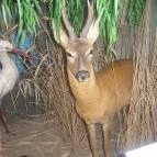 Helikon Kastélymúzeum Keszthely - Egyéb