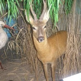 Helikon Kastélymúzeum, Keszthely - Egyéb