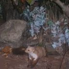 Helikon Kastélymúzeum Keszthely - Egyéb