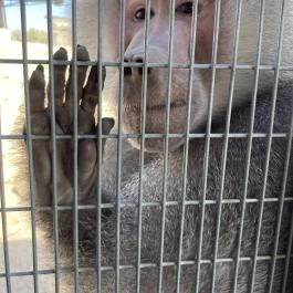 Richter Safari Park Nagykőrös - Külső kép