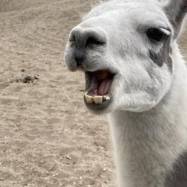 Richter Safari Park Nagykőrös - Külső kép