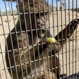 Richter Safari Park Nagykőrös - Külső kép