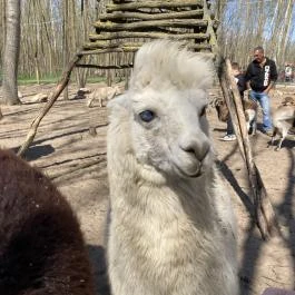 Richter Safari Park Nagykőrös - Külső kép