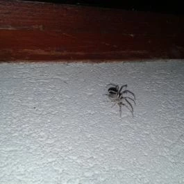 Echo Residence All Suite Hotel Tihany - Egyéb