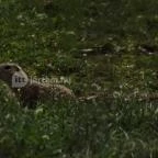 Art Hotel Zalakaros - Környék