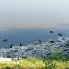 Vizafogó Panzió Baja - Környék