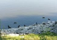 Vizafogó Panzió Baja Vizafogó Panzió Baja
