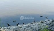 Vizafogó Panzió Baja - Környék Vizafogó Panzió Baja - Környék