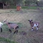 Zichy Park Hotel Bikács - Egyéb