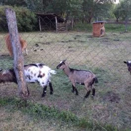 Zichy Park Hotel, Bikács - Egyéb