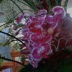 Hotel Kakadu Keszthely - Egyéb