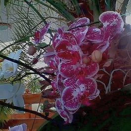 Hotel Kakadu Keszthely - Egyéb