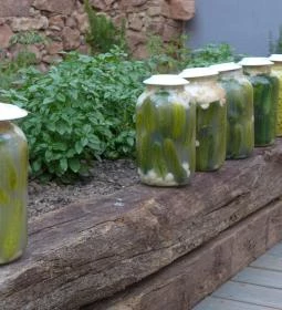 Sáfránkert Vendéglő