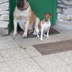 Moha Erdei Vendégfogadó Sopron - Egyéb