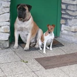 Moha Erdei Vendégfogadó Sopron - Egyéb