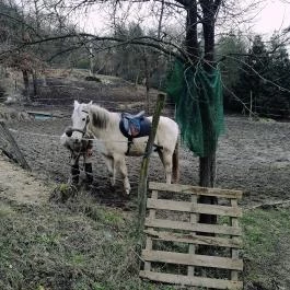 Királykúti Lovasporta Nagymaros - Környék