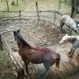 Királykúti Lovasporta Nagymaros - Környék