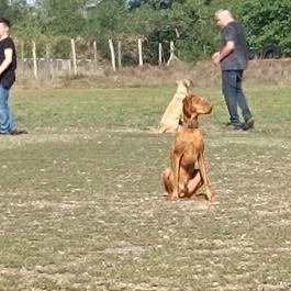 Club Dobogómajor, Cserszegtomaj - Egyéb