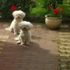 Várszálló Apartman Gyula - Egyéb