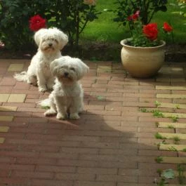 Várszálló Apartman Gyula - Egyéb