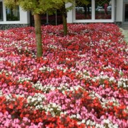 Wellness Hotel Katalin, Gyenesdiás - Medence/kert