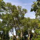 Ballon-kilátó Budapest - Egyéb