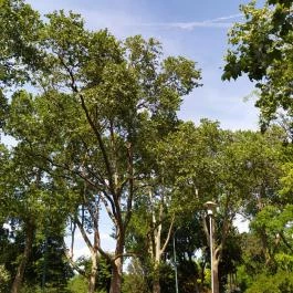 Ballon-kilátó, Budapest - Egyéb