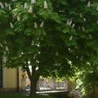 Barta Kávéház Tata - Külső kép