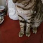 Kultúrmacska Kávézó Veszprém - Belső