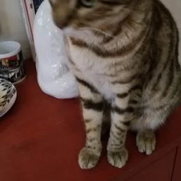 Kultúrmacska Kávézó Veszprém - Belső