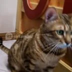 Kultúrmacska Kávézó Veszprém - Belső