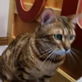 Kultúrmacska Kávézó Veszprém - Belső