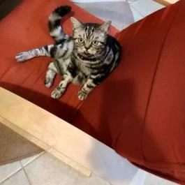 Kultúrmacska Kávézó Veszprém - Egyéb