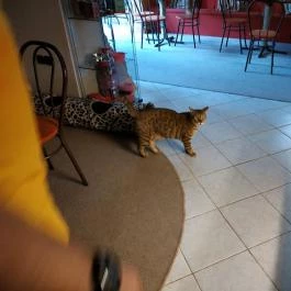 Kultúrmacska Kávézó Veszprém - Egyéb