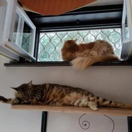 Kultúrmacska Kávézó Veszprém - Belső