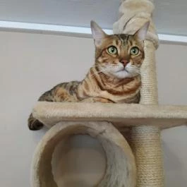 Kultúrmacska Kávézó Veszprém - Belső