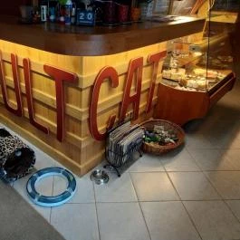 Kultúrmacska Kávézó Veszprém - Belső