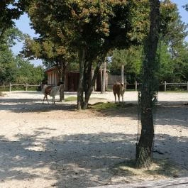 Veszprémi Állatkert Veszprém - Egyéb