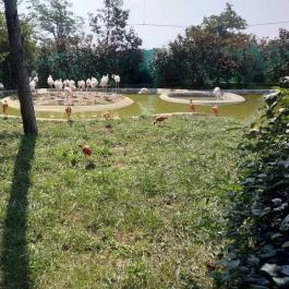 Veszprémi Állatkert Veszprém - Egyéb