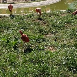 Veszprémi Állatkert Veszprém - Egyéb