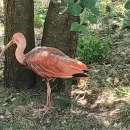 Veszprémi Állatkert Veszprém - Egyéb